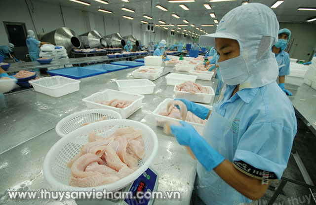 Năm 2016, Việt Nam xuất khẩu cá tra sang 140 thị trường   Ảnh: Lê Hoàng Vũ